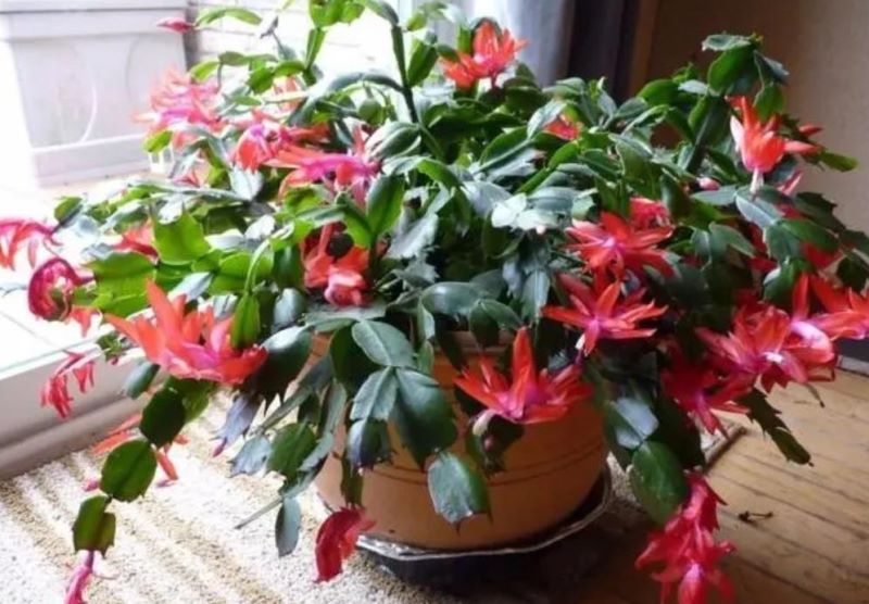 冬天开的花有哪些「冬天开的花有哪些 常见」_6